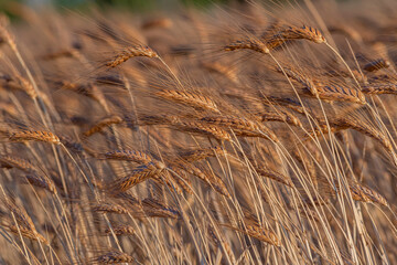 Fototapeta premium golden wheat field and sunny day
