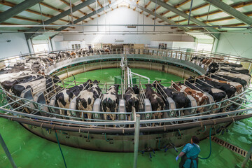 Cows on round rotary machine for milking in dairy farm. Industrial milk and cattle production manufacturing.