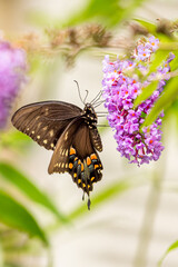 Swallowtail butterfly perched on purple butterfly bush flower in garden in summer