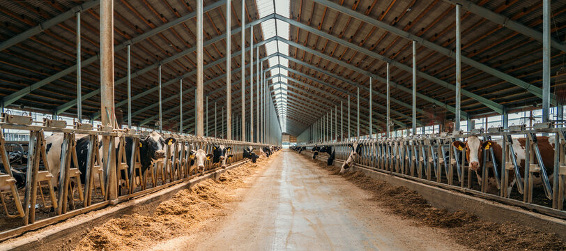 Dairy farm, barn panorama with roof inside and many cows eating hay.