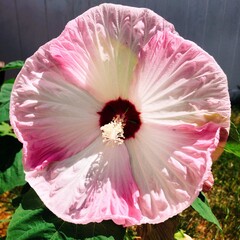 pink hibiscus flower