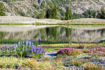 Volcanic mountain landscape in morning light with reflective water, and blooming wildflowers in the foreground.