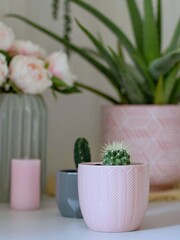 cactus in a pink pot with peony flowers candle and plant in background