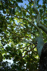 Fototapeta premium Looking up into the branches of a tall eucalyptus tree, to sunlit green leaves, with blue sky behind. 