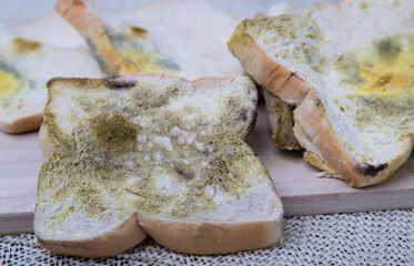 Mold growing rapidly on moldy bread in green and white spores
