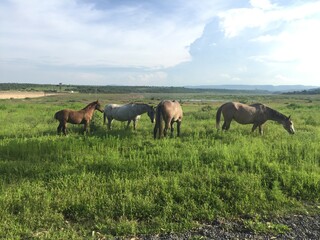 Naklejka premium horses on the meadow