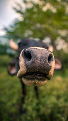 Vaca