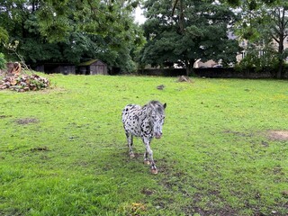 Fototapeta premium Black and grey speckled horse, in a large field, with a pile of chopped wood, and a small hut in, Esholt, Bradford, UK