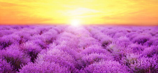 Fototapeta premium Beautiful view of blooming lavender field at sunset, banner design