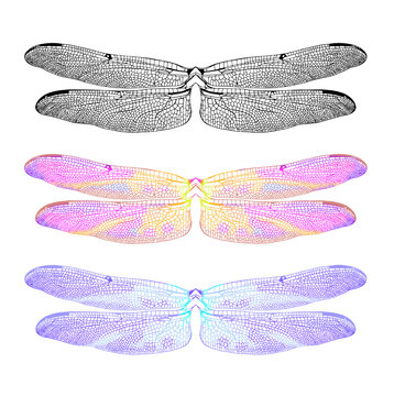 Dragonfly wings, realistic and with fantasy fairy wing coloring.