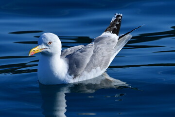 Schwimmende Möve im Meer