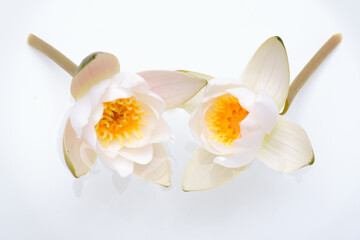 Beautiful white lotus flowers or water lily on white background.	
