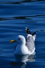 Schwimmende Möve im Meer