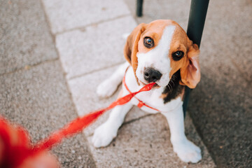 Young Beagle puppy playing with his red leash on concrete tiles.