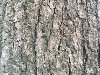 tree bark texture