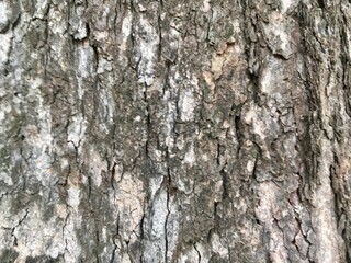 Obraz premium tree bark texture