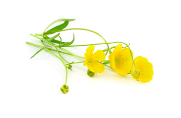 Ranunculus Bulbosus Medicinal Plant Flower. Also Known as St. Anthony's Turnip, or Bulbous...