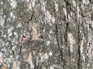 tree bark texture