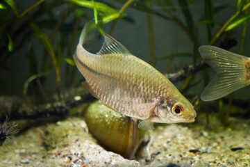 European bitterling, female of wide-spread wild species spins around mussel of Unio pictorum,...