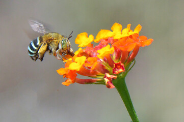 bee on a flower