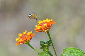 bee on flower