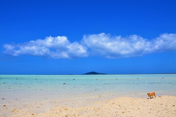 宮古島の保護犬とビーチ。沖縄県、日本。