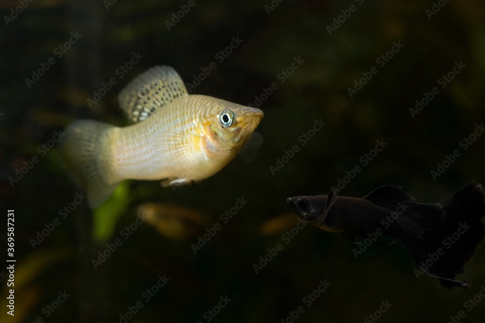 Wall mural Yucatan molly, wild natural form of popular freshwater commercial species from Mexico, active and curious adult and black guppy males in nature aquarium, blurred dark background