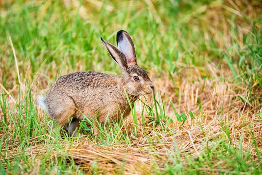 European hare or Lepus europaeus leaps in a meadow