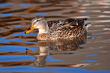 Female Mallard duck swimming in smooth looking water with reflections in blue and golden glow 