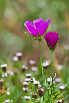 Colorful winecup wildflowers (Callirhoe involucrata) blooming on the meadow