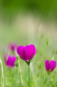 Colorful winecup wildflowers (Callirhoe involucrata) blooming on the meadow