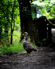 Turkey on a path
