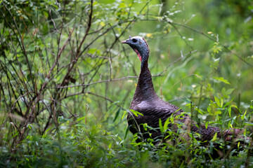 Turkey in the grass