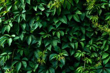 natural green background: a wall covered with a young climbing plant