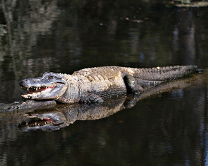 Alligator Stock Photos.  Image. Portrait. Picture. Open mouth, displaying teeth. Body reflection in the water.