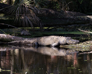 Alligator Stock Photos. Portrait. Image. Picture. Alligator close-up profile view in the water resting on a log exposing its head, teeth, nose, eyes, tail, paws, in its habitat and environment. 