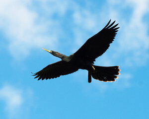 Anhinga Bird Photo.  Anhinga Bird flying with a blue sky and clouds.