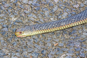 Snek