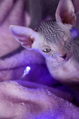 A kitten of the Canadian Sphynx breed sits on a pink blanket with New Year's blue garlands. The kitten winks.