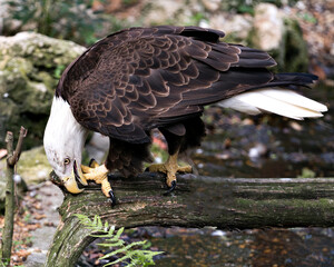 Bald Eagle Stock Photos.  Image. Portrait. Picture. Bald Eagle bird close-up profile view perched on a moss branch with blur background, cleaning its talons in its environment and surrounding.
