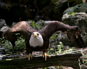 Bald Eagle Stock Photos.  Image. Portrait. Picture. Bald Eagle bird close-up profile view perched on a branch with blur background, looking at the camera with spread wings in its environment.