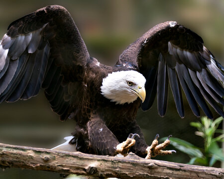 Bald Eagle Stock Photos.  Image. Portrait. Picture. Bald Eagle close-up profile view landing on a branch with spread wings with blur background,  in its environment and habitat.