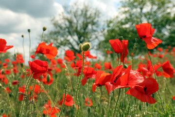 Beautiful red poppy flowers growing in field, closeup