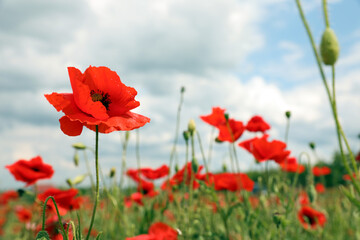 Obraz premium Beautiful red poppy flowers growing in field, closeup. Space for text