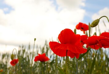 Beautiful red poppy flowers growing in field, closeup