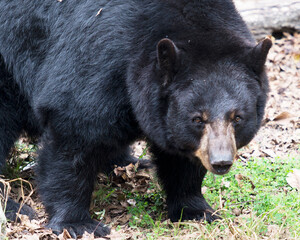 Black Bear Animal Stock Photos.  Black Bear animal head close-up profile with a blur background