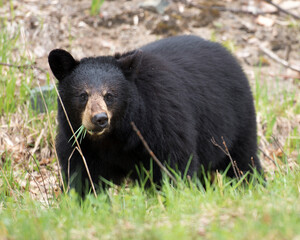 Black Bear Animal Stock Photos. close-up profile view foraging in the field in its habitat and environment, displaying black fur, big body, head, ears, eyes, nose, muzzle grass in mouth.