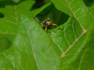 Saltamontes 