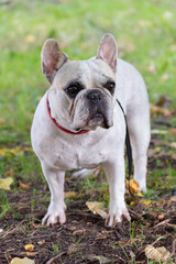 Fototapeta premium Portrait of a white-gray French Bulldog with a collar and leash against a background of yellow leaves and green grass