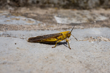 Yellow Grasshopper waiting on the floor